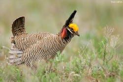 Content Dam Ogj Online Articles 2015 09 Sep3fwslesserprairieckn Content Dam Ogj Online Articles 2015 09 Sep3fwslesserprairieckn