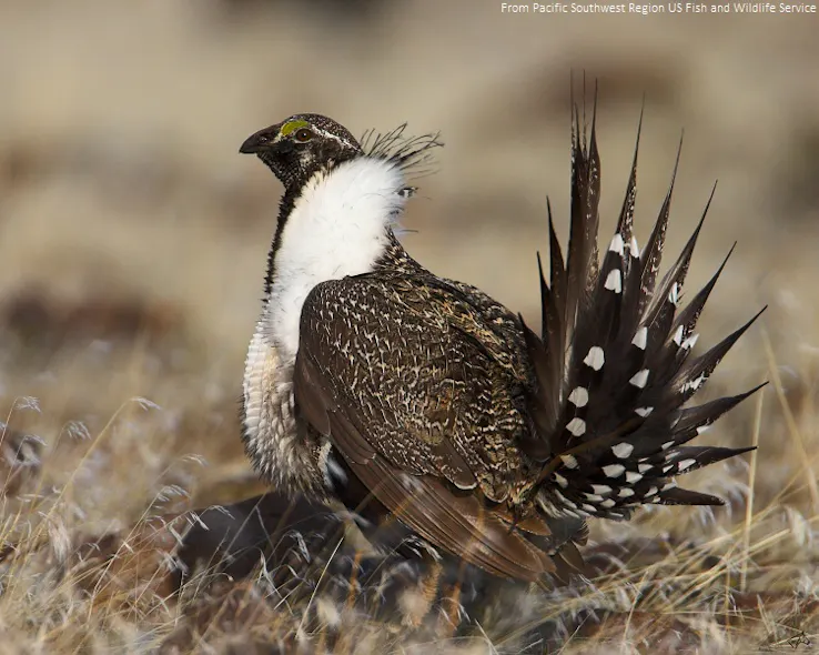 Habitat Conservation Collaboration Keeps Greater Sage Grouse Unlisted 