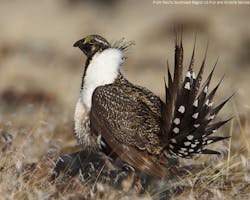 Content Dam Ogj Online Articles 2015 09 Sept22greatersagegrouse Content Dam Ogj Online Articles 2015 09 Sept22greatersagegrouse