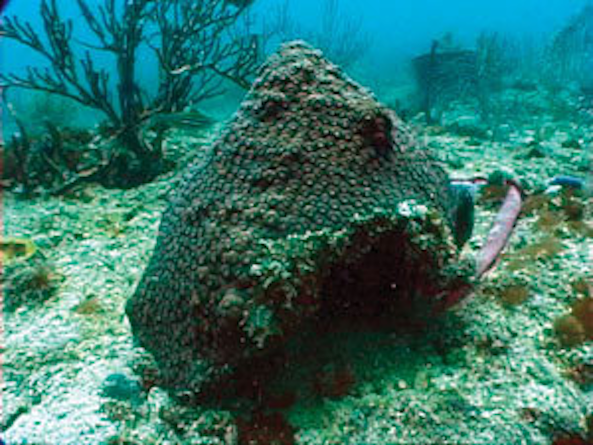 Qatar conducts reef restoration along three pipeline corridors Oil