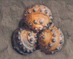 Th 080310ogj Dpa02 Th 080310ogj Dpa02