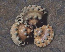 Th 080310ogj Dpa10 Th 080310ogj Dpa10