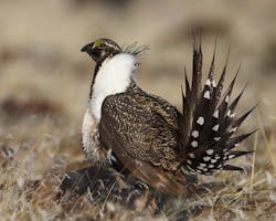 Content Dam Ogj Online Articles 2016 02 Feb5sagegrouse Content Dam Ogj Online Articles 2016 02 Feb5sagegrouse