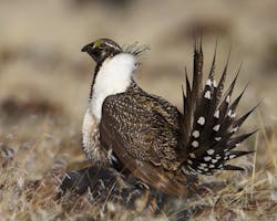 Content Dam Ogj Online Articles 2016 05 Greater Sage Grouse