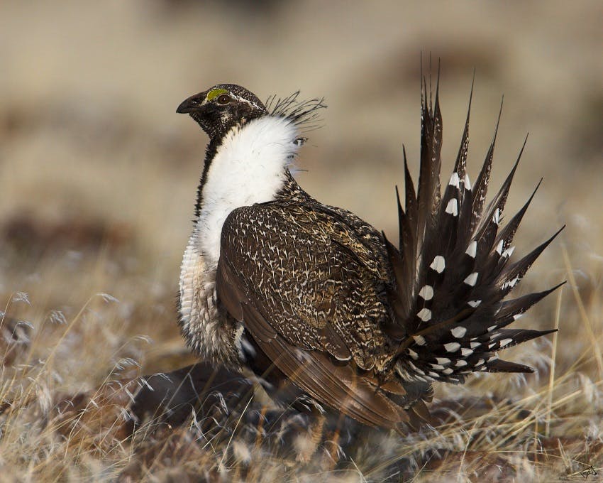 Content Dam Ogj Online Articles 2016 05 Greater Sage Grouse
