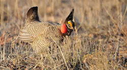 Content Dam Ogj Online Articles 2016 11 Lesser Prairie Chicken