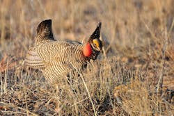 Content Dam Ogj Online Articles 2016 11 Lesser Prairie Chicken Content Dam Ogj Online Articles 2016 11 Lesser Prairie Chicken