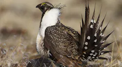 Content Dam Ogj Online Articles 2017 06 Greater Sage Grouse
