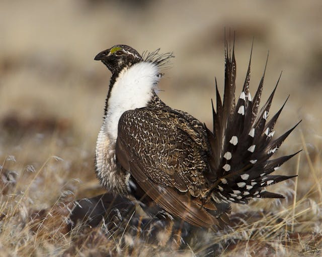 Content Dam Ogj Online Articles 2017 06 Greater Sage Grouse