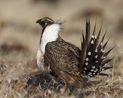 Content Dam Ogj Online Articles 2017 06 Greater Sage Grouse Content Dam Ogj Online Articles 2017 06 Greater Sage Grouse