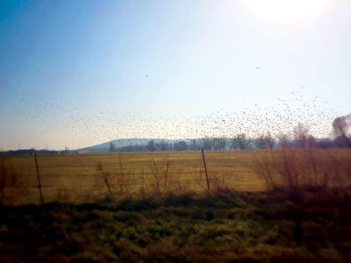 Fap Landscape2