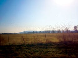 Fap Landscape2 Fap Landscape2