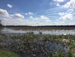 Construction activities at FG LA’s Sunshine project site threaten to destroy wetlands that help protect the local communities from flooding and storm surges during tropical weather events (Fig. 2). Construction activities at FG LA’s Sunshine project site threaten to destroy wetlands that help protect the local communities from flooding and storm surges during tropical weather events (Fig. 2).