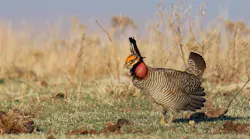 Lesser prairie-chicken in a field.
