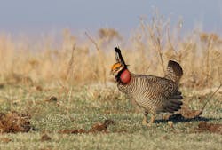Lesser prairie-chicken in a field. Lesser prairie-chicken in a field.