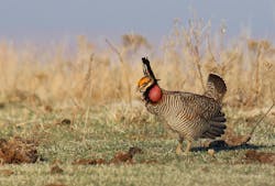 Lesser prairie-chicken in a field.