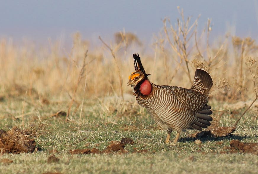Lesser prairie-chicken in a field.