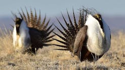 Greater Sagegrouse, Wyoming Greater Sagegrouse, Wyoming