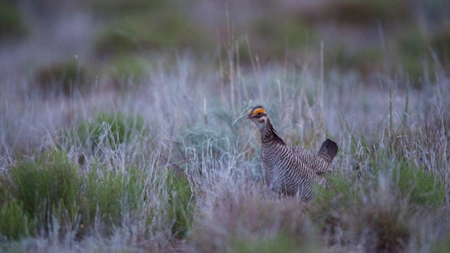 Lesser Prairie-Chicken in the Lek.