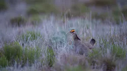 Lesser Prairie-Chicken in the Lek.