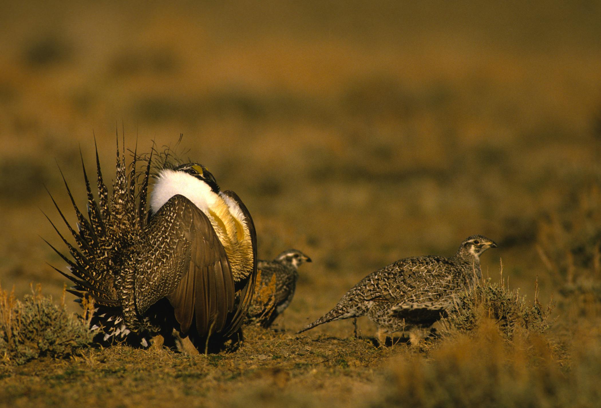 Sage Grouse