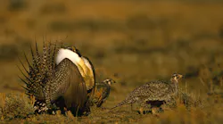 Sage Grouse