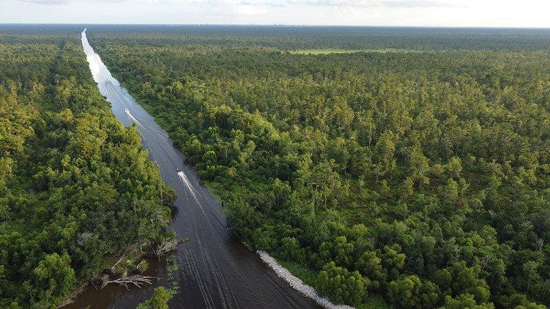 Louisiana's Maurepas Swamp Wildlife Management Area